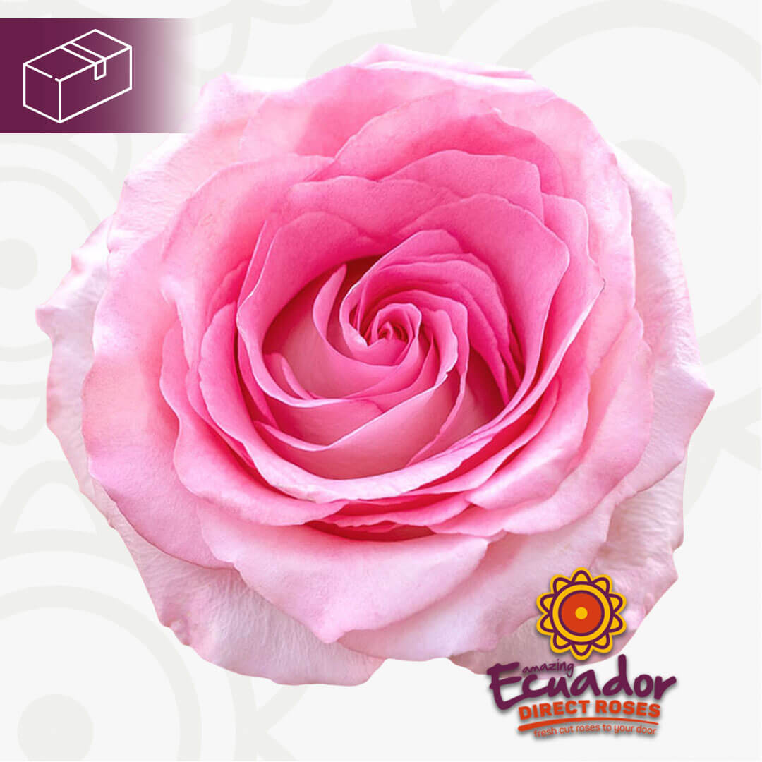 Ecuador Direct Roses